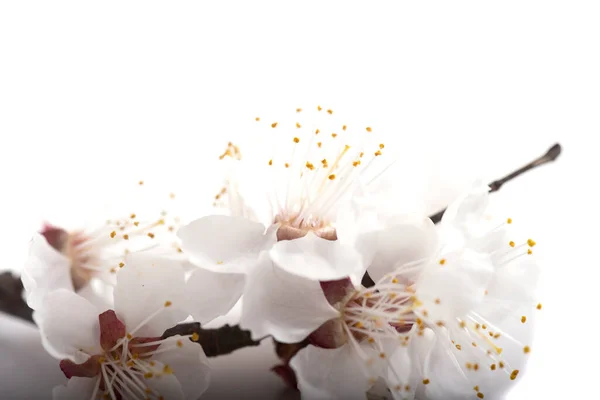 Zweig Mit Blüten Kirsche Isoliert Auf Weißem Hintergrund — Stockfoto