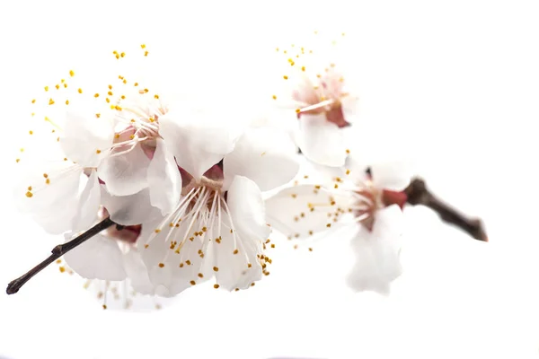 Branche Fleurs Cerisier Isolé Sur Fond Blanc — Photo