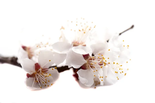 Ramo Com Flores Cereja Isolado Fundo Branco — Fotografia de Stock