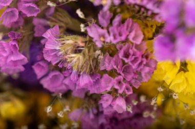 Bahar çayırında açan menekşeler..