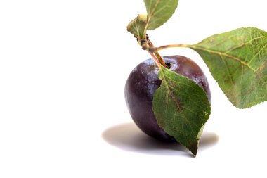 Beyaz arka planda yeşil yapraklı erikler * * Not: Hafif taneciklik, daha küçük boyutlarda en iyisi,