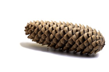 ağaç beyaz arka plan üzerinde izole parçası,