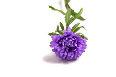 Aster çiçek üzerinde beyaz izole yağmurdan sonra