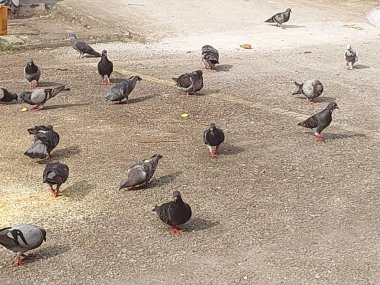 Bir güvercin sürüsü yolda besleniyor.