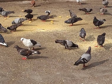 Bir güvercin sürüsü yolda besleniyor.