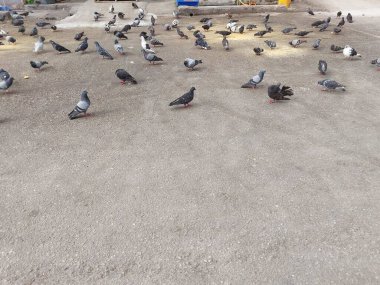 Bir güvercin sürüsü yolda besleniyor.