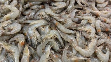 Taze karides, buzlu taze karides.