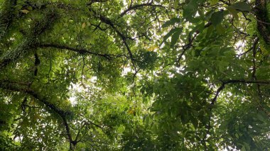 Aşağıdan yeşil ağaçların görüntüsü.