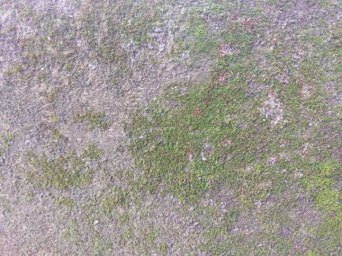 Taş duvarlarda yeşil yosun bitkilerini görün