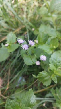 Billy Goat otunu veya Chickweed çiçeğini (Ageratum conyzoides) ve sabah güneş ışığında küçük ağaçtaki yeşil yaprakları izle.
