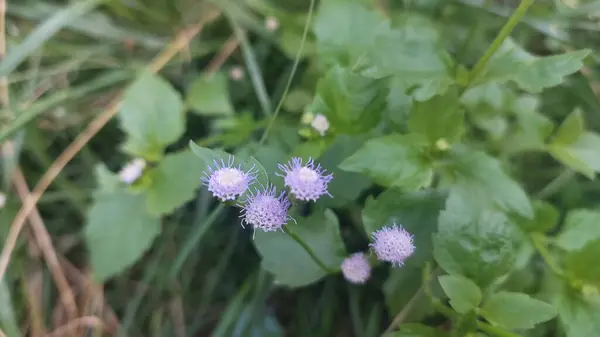 Billy Goat otunu veya Chickweed çiçeğini (Ageratum conyzoides) ve sabah güneş ışığında küçük ağaçtaki yeşil yaprakları izle.