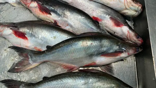 Ikan Patin veya Gümüş Kedibalığı veya Yanardöner köpekbalığı balığı veya bilimsel adı Pangasius Sutchi.