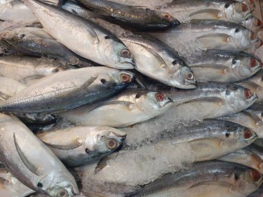 Balıkçılık, Ikan kembung Malezya 'daki bu balığın adı