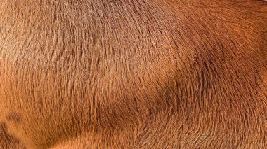 cow skin - real genuine natural fur clipart