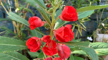 Bougainvillea buttiana es una planta trepadora de la familia Nyctaginaceae