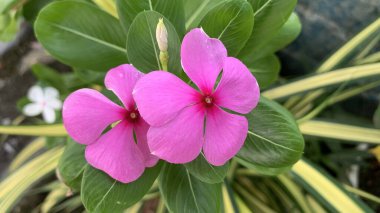 Çiçek açan mor Madagaskar Periwinkle. Ev dekorasyonunun yanı sıra, kas ağrısı, arı sokmaları ve iyileşme yaraları gibi geleneksel tıpta da kullanılır..