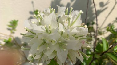 Güzel beyaz bougainvillea spectabilis glabra