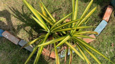 Çam ağacının (Pandanus) çimentoya sarımsı yeşil yapraklar ekilmiş güzel yaprakları vardır.