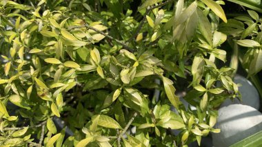 Yeni taze yapraklar ve bitki filizleri Brunfelsia latifolia,