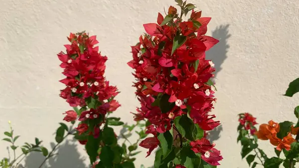 stock image Bougainvillea buttiana es una planta trepadora de la familia Nyctaginaceae