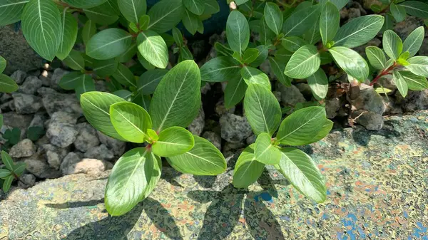 stock image View Sunrose willow at garden