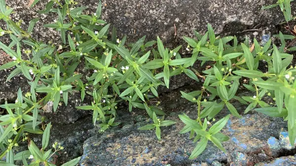 stock image View Sunrose willow at garden