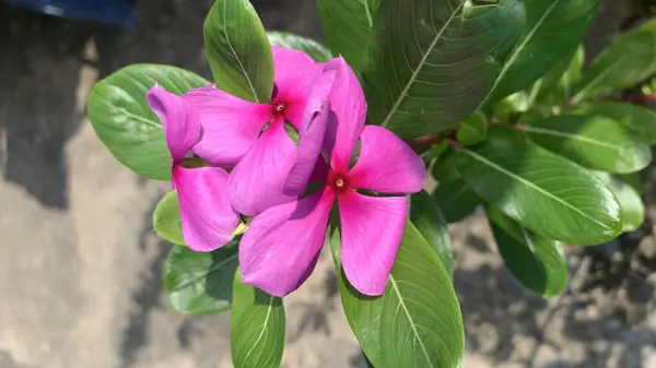 Çiçek açan mor Madagaskar Periwinkle. Ev dekorasyonunun yanı sıra, kas ağrısı, arı sokmaları ve iyileşme yaraları gibi geleneksel tıpta da kullanılır..