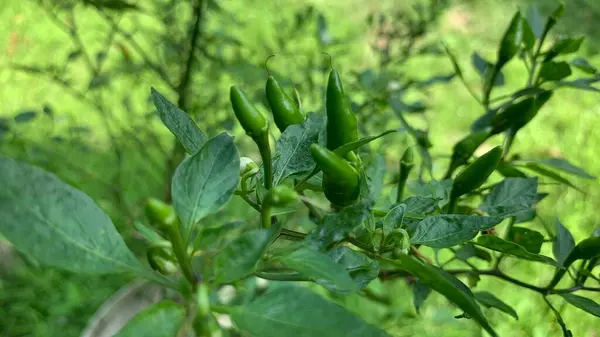 Saksı bitkisindeki yeşil biber ağacı, kuş gözü kırmızı biber çiçeği, seçici Malay acı biberi odağı..