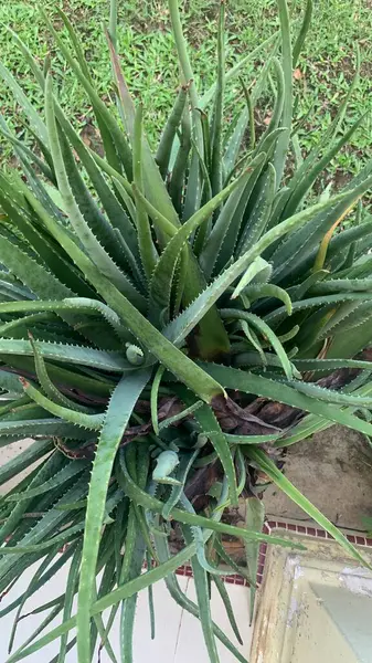 stock image aloe vera plants growing fertilely on pot