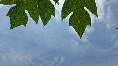 Gökyüzünün altında güzel beyaz bulutlar, ince ve gri-beyaz renkli, kalın yapraklar tarafından biraz gizlenmiş..
