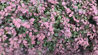 Rengarenk mor ve yeşil oval yapraklarıyla bilinen Loropetalum 'un canlı çeşitliliğine bakın..