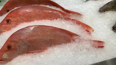 Balık pazarında satılık taze kırmızı levrek manzarası.