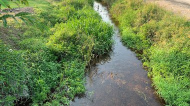 Doğal su nehri güneş ışığı doğa ve bitkiler