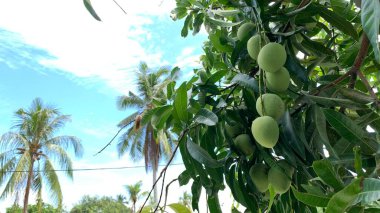 Taze yeşil mango meyvesi manzarası