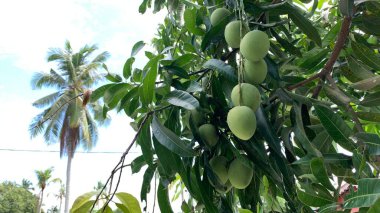 Taze yeşil mango meyvesi manzarası