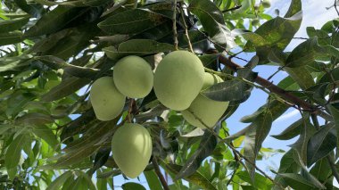 Taze yeşil mango meyvesi manzarası