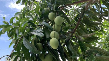 Taze yeşil mango meyvesi manzarası