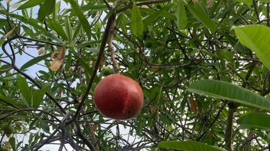 Cerbera Oddloam Meyvesi Manzarası Güzel