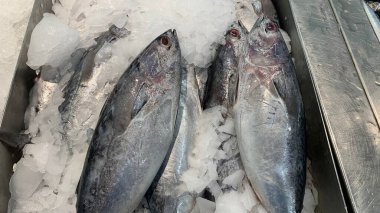 Süpermarkette taze balık Skipjack ton balığı veya Kawakawa