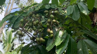 Nadir bulunan bir ağaçta taze meyve mantoası, efsanevi bir meyve.