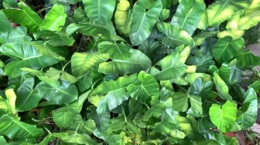 Bereketli yeşil fildişi yaprakları evinize tropikal bir titreşim getirir. Ev dekorasyonu ya da doğa arka planı için mükemmeldir.