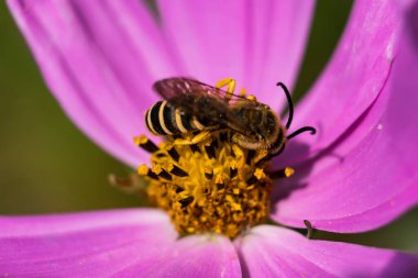 Kozmos çiçeğinin üzerindeki güzel halictidae, yalnız arılar, halictus