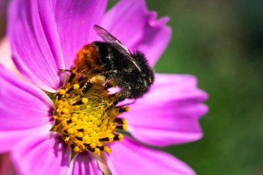 Bumblebee covered in Pollen on a cosmos flower