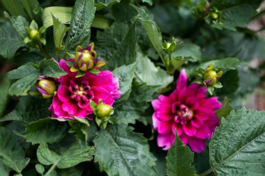 Bahçede pembe yıldız çiçekleri, tomurcuklu güzel yaz çiçekleri, asteraceae