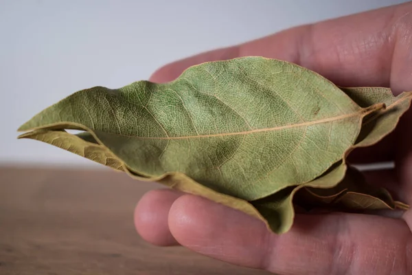 Hand Holding Dried Bay Leaves Laurus Nobilis — Stock Photo, Image