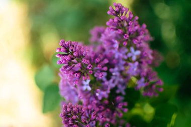 Bulanık bir arka planda bahar mevsiminde güzel mor leylak, şırınga vulgaris.