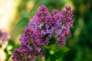 Bulanık bir arka planda bahar mevsiminde güzel mor leylak, şırınga vulgaris.