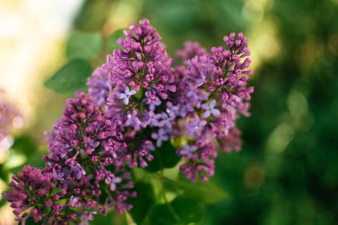 Bulanık bir arka planda bahar mevsiminde güzel mor leylak, şırınga vulgaris.