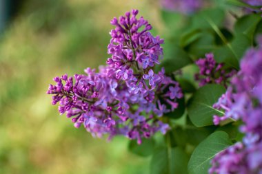 Bulanık bir arka planda bahar mevsiminde güzel mor leylak, şırınga vulgaris.