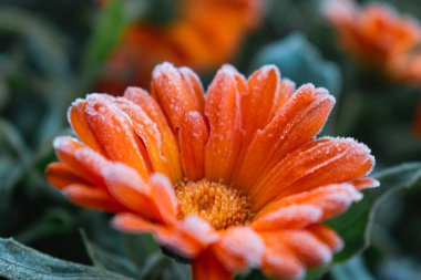 Kışın güzel donmuş turuncu kadife çiçekleri, kırsalda sabah erken ayaz, Calendula officinalis